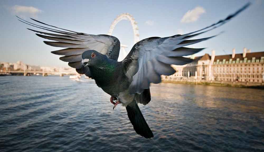 21 Incredible Things You Never Knew About Pigeons The Dodo