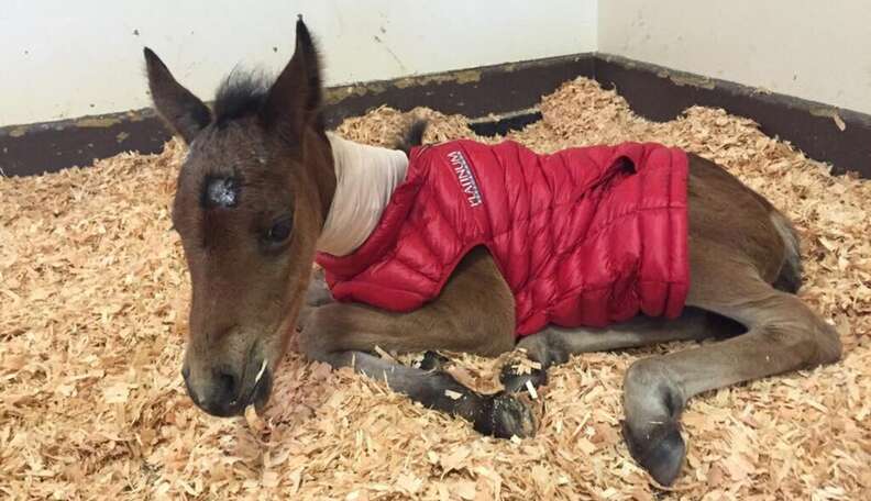 Orphaned Baby Horse Doesn't Have To Spend Her Nights Alone Anymore ...