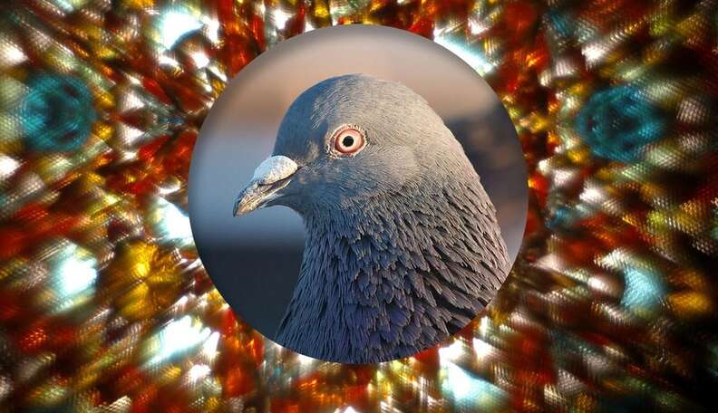 9 reasons why you should love pigeons - The Friends of Tower