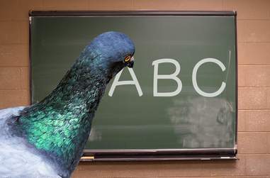 No Pigeons Were Harmed During The Making Of This Game No Pigeons Were Harmed During The Making Of This Game