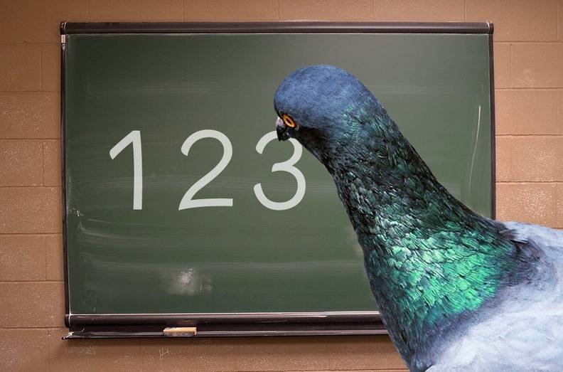 21 Incredible Things You Never Knew About Pigeons The Dodo