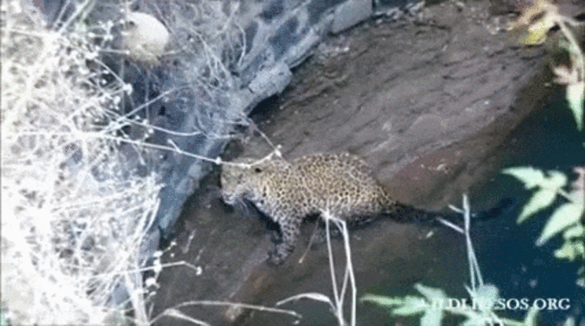 Rescuers Get Creative To Save Leopard Trapped In Well - The Dodo