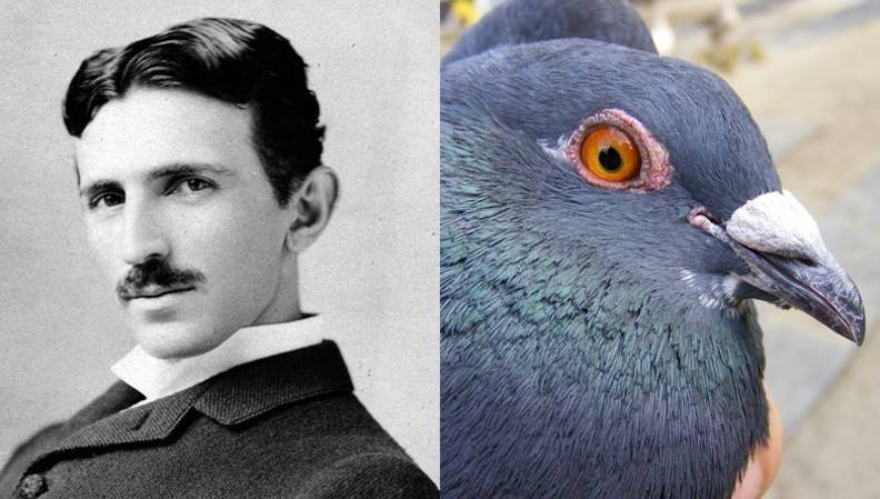 21 Incredible Things You Never Knew About Pigeons The Dodo