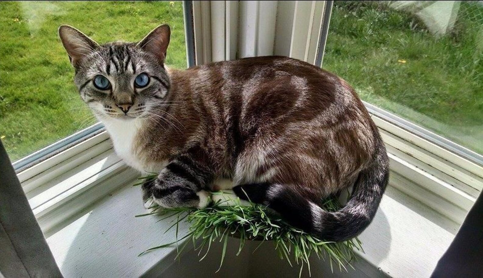 Australia Wants All Cats Inside — 24 Hours A Day The Dodo