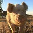 Pig Survives Dangerous Tumble From Truck — And Gets Best Reward