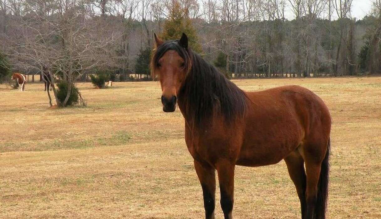 Wild Horse Torn From His Family Meets Friends Just Like Him - The Dodo