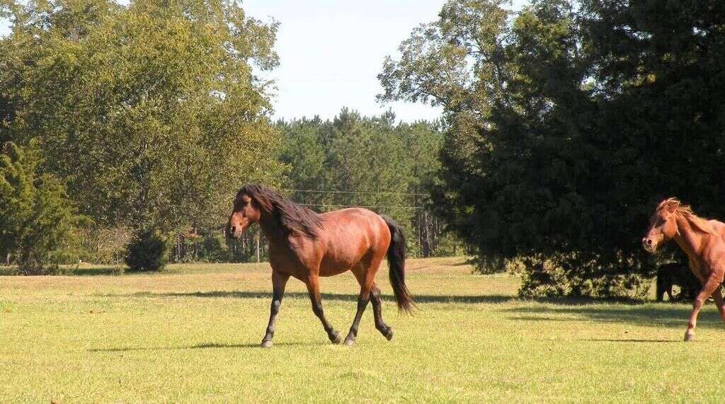 Wild Horse Torn From His Family Meets Friends Just Like Him - The Dodo