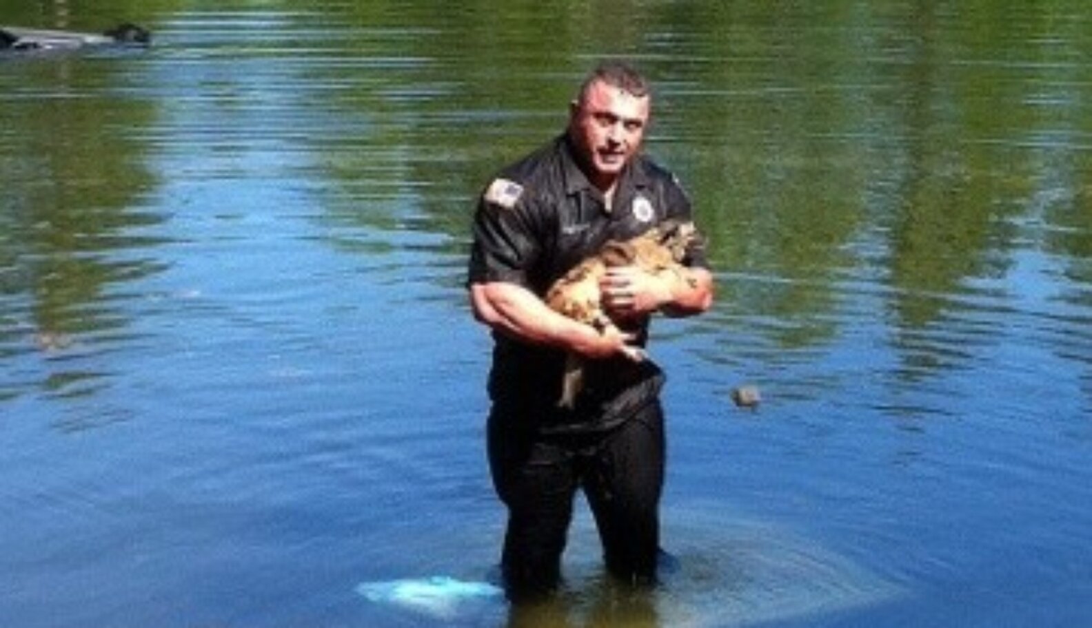 Brave Cop Jumps Into A Lake To Save A Drowning Chihuahua - The Dodo