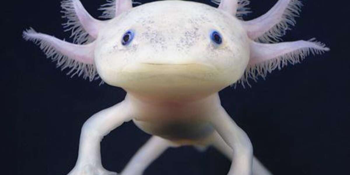 Good morning y'all! This is a real gorgeous creature, a Mexican Axolotl