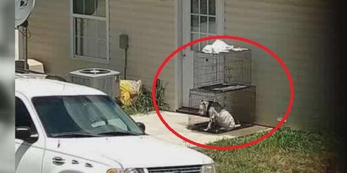 Neighbors Work To Save Dog Left In Cage In Hot Sun The Dodo