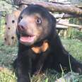 Video Captures Orphaned Bear Cub Feeling Happy For The First Time
