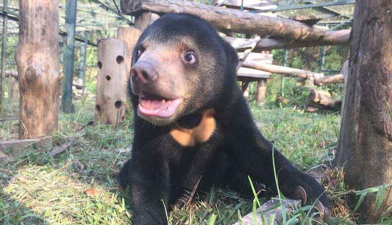 Video Captures Orphaned Bear Cub Feeling Happy For The First Time - The Dodo Video Captures Orphaned Bear Cub Feeling Happy For The First Time - The Dodo