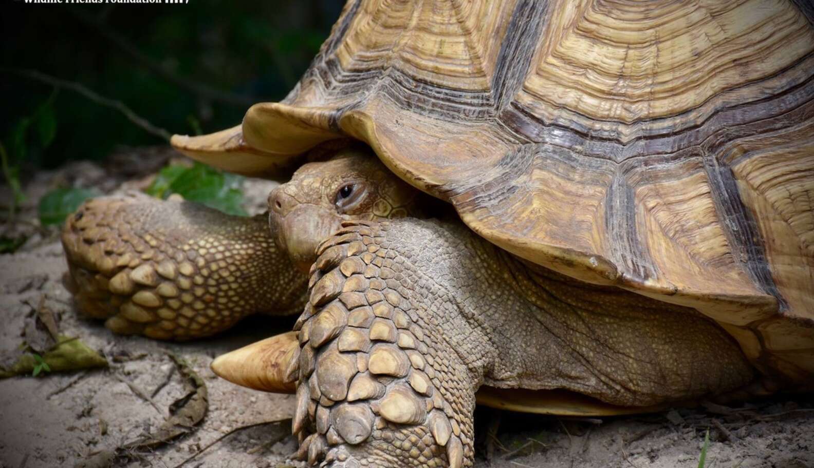 Baby Cow And Giant Tortoise Are Obsessed With Each Other - The Dodo