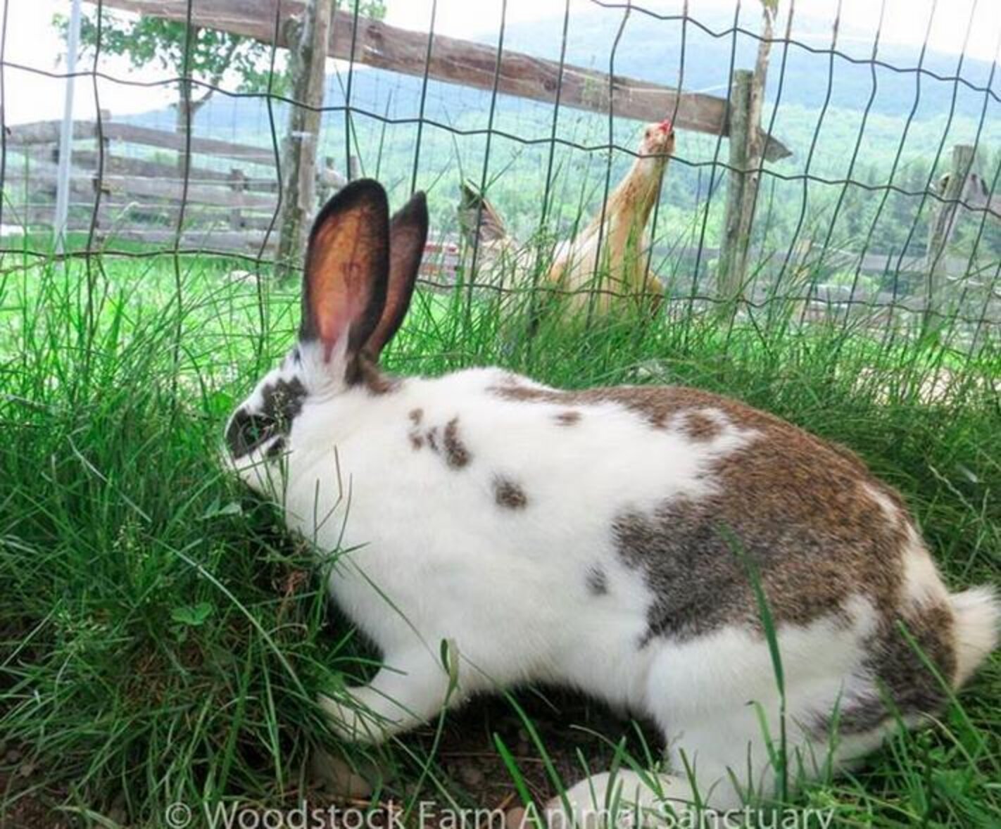 Bunny Freed From Lab Cage Smells Grass For The Very First Time The Dodo