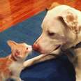 Dog Comforts Foster Kittens To Help Him Cope With Anxiety