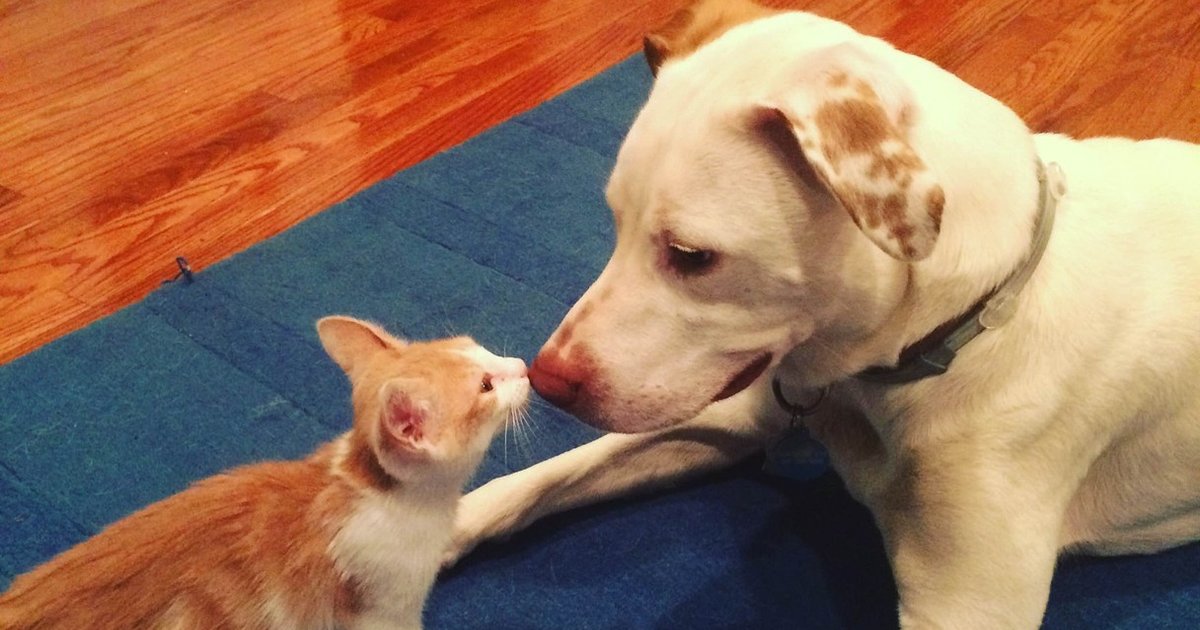Dog Comforts Foster Kittens To Help Him Cope With Anxiety The Dodo