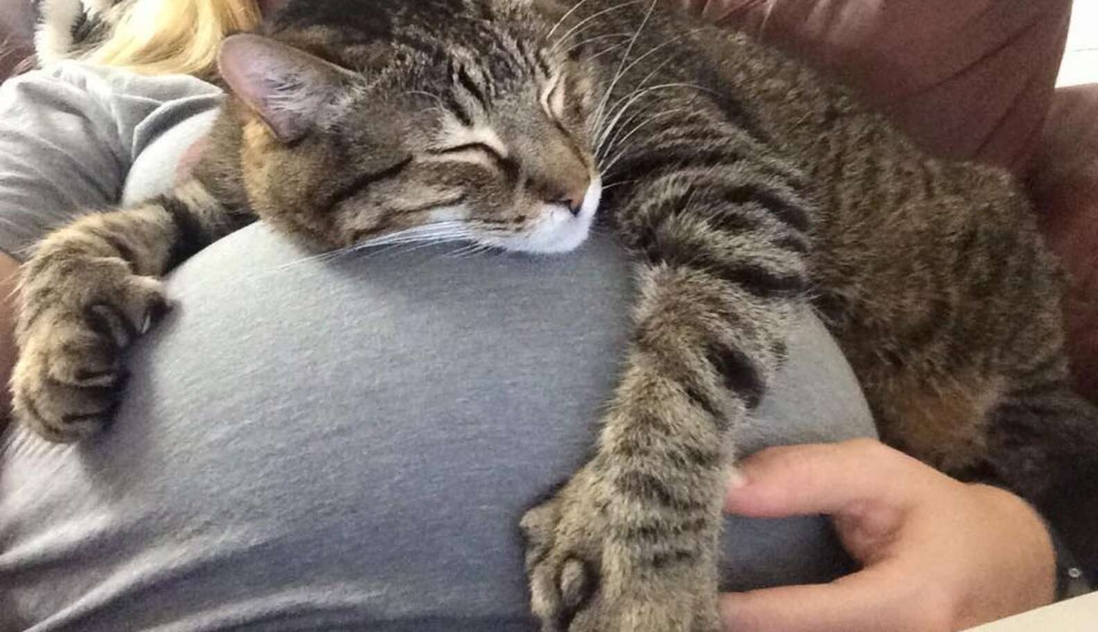cat snuggle toy