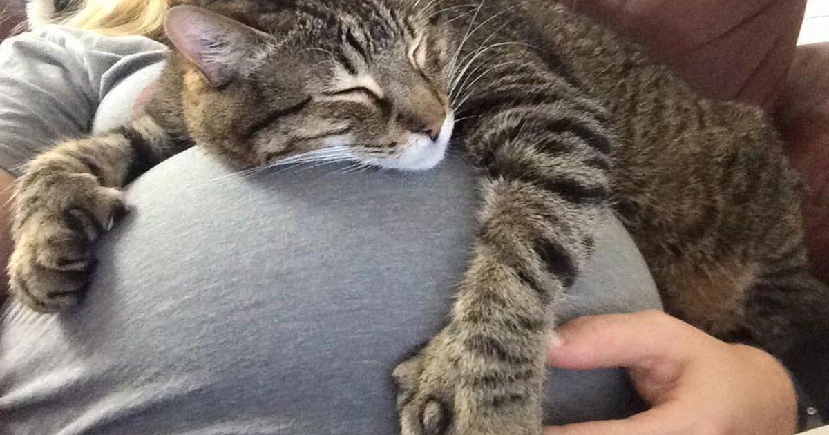 10 Cats Who Can't Help But Snuggle Baby Bumps The Dodo