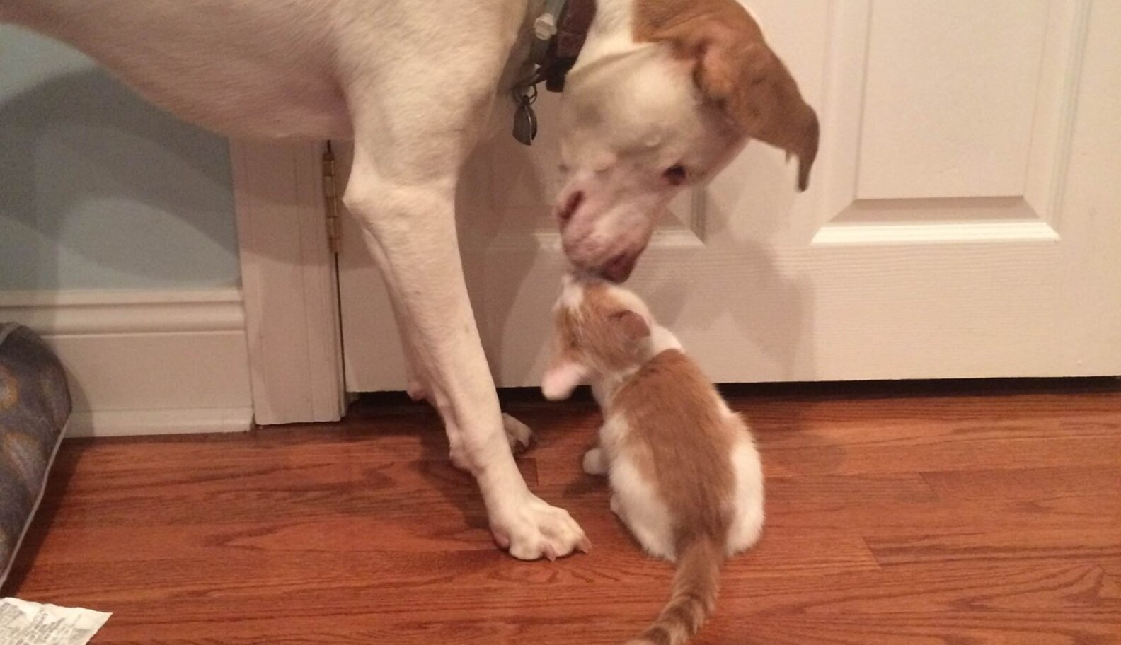 Dog Comforts Foster Kittens To Help Him Cope With Anxiety The Dodo