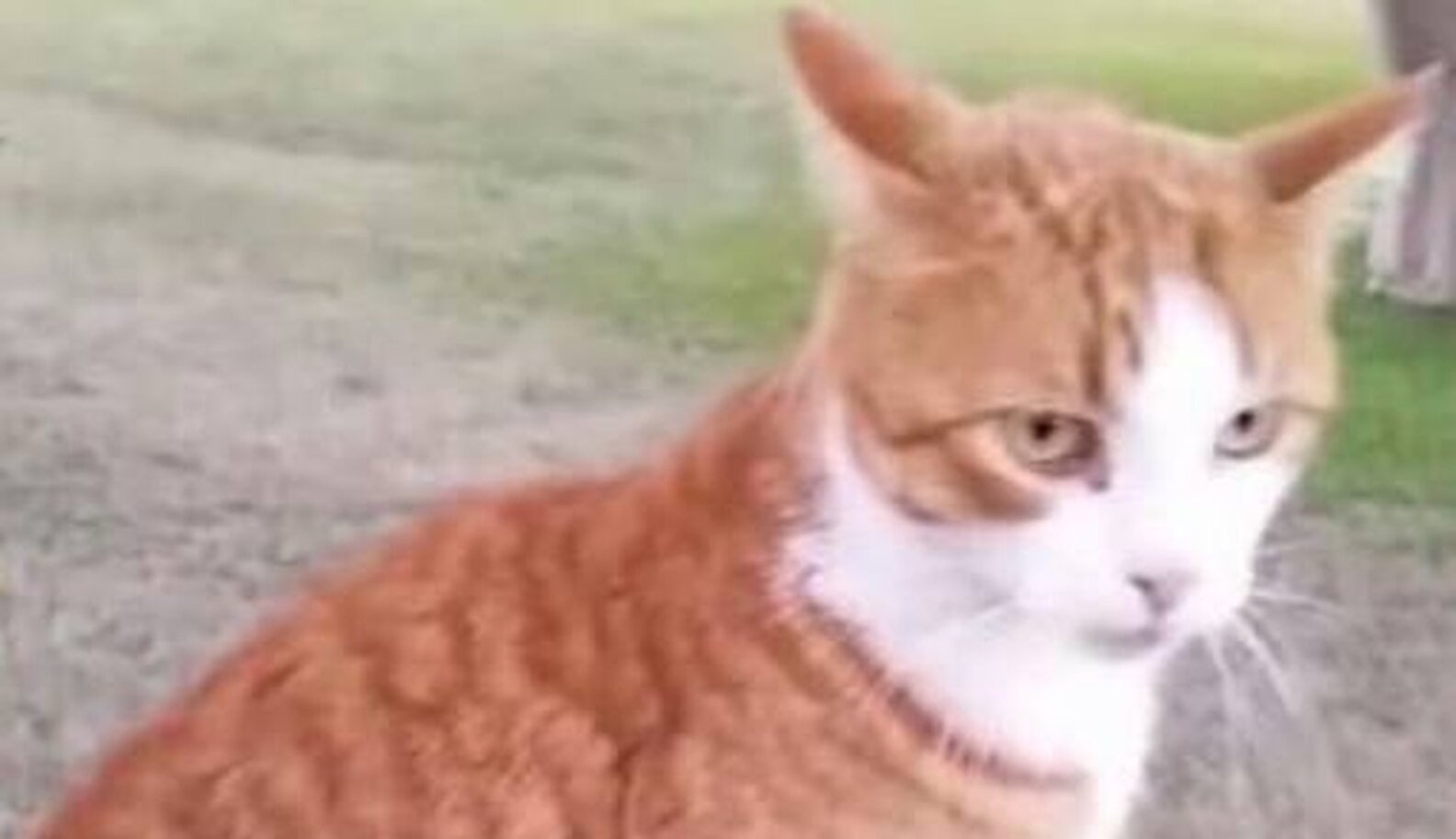 How Can Someone Shoot A Cat And Get Away With It? The Dodo