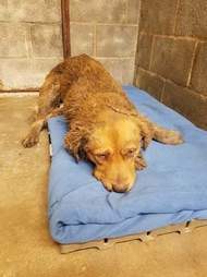 Golden retriever who was attacked by dogs, shortly after rescue