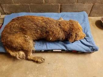 Golden retriever who was attacked by dogs, shortly after rescue