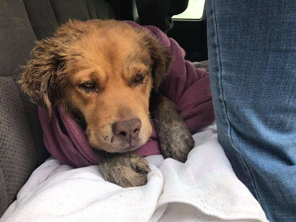 Golden retriever who was attacked by dogs, shortly after rescue