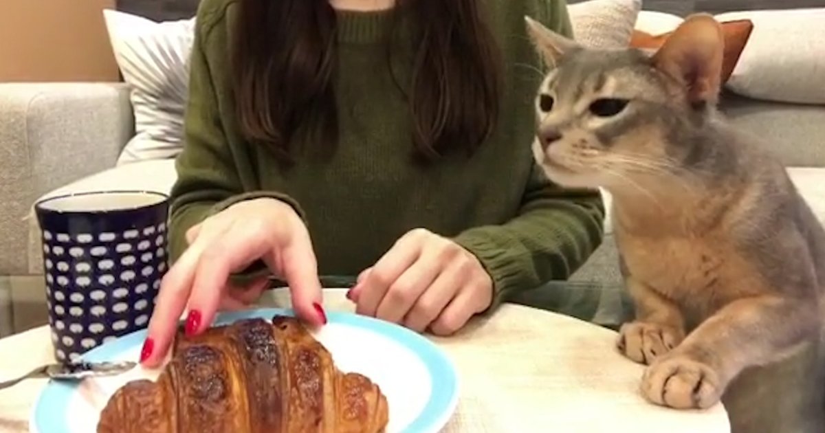 croissant jelly cat