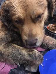 Golden retriever who was attacked by dogs, shortly after rescue