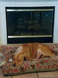 Golden retriever who was attacked by dogs recovery from his injuries