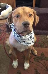 Golden retriever who was attacked by dogs in his new home