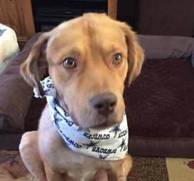 Golden retriever who was attacked by dogs in his new home