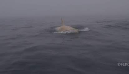 ‘White Whale’: Wild Orca Is One Of Only Four Of Its Kind Ever Seen