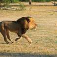 We Can Do A Lot More To Save Lions Than Sign Petitions For Cecil