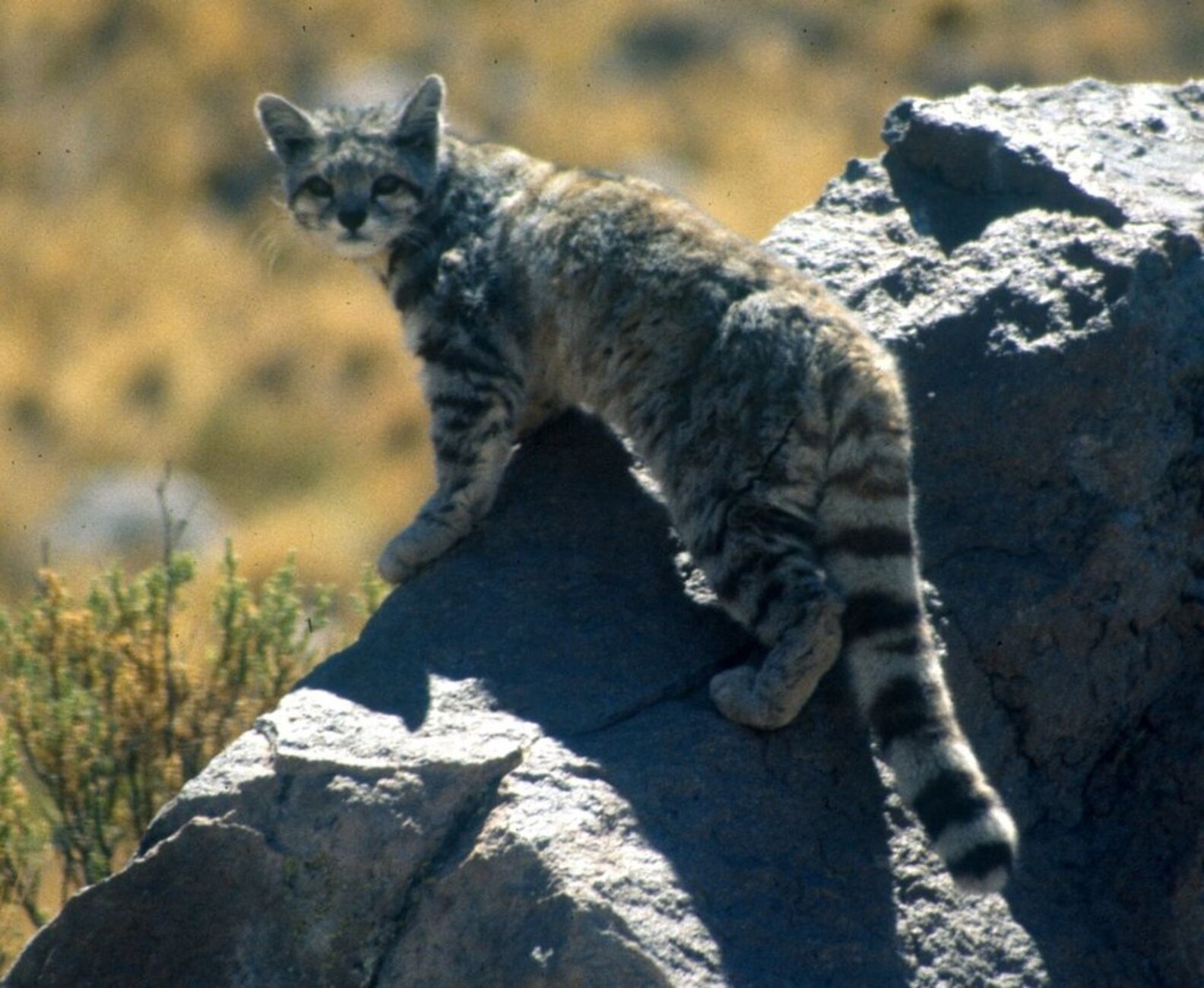 New Photos Captured Of One Of The World's Rarest Cats - The Dodo
