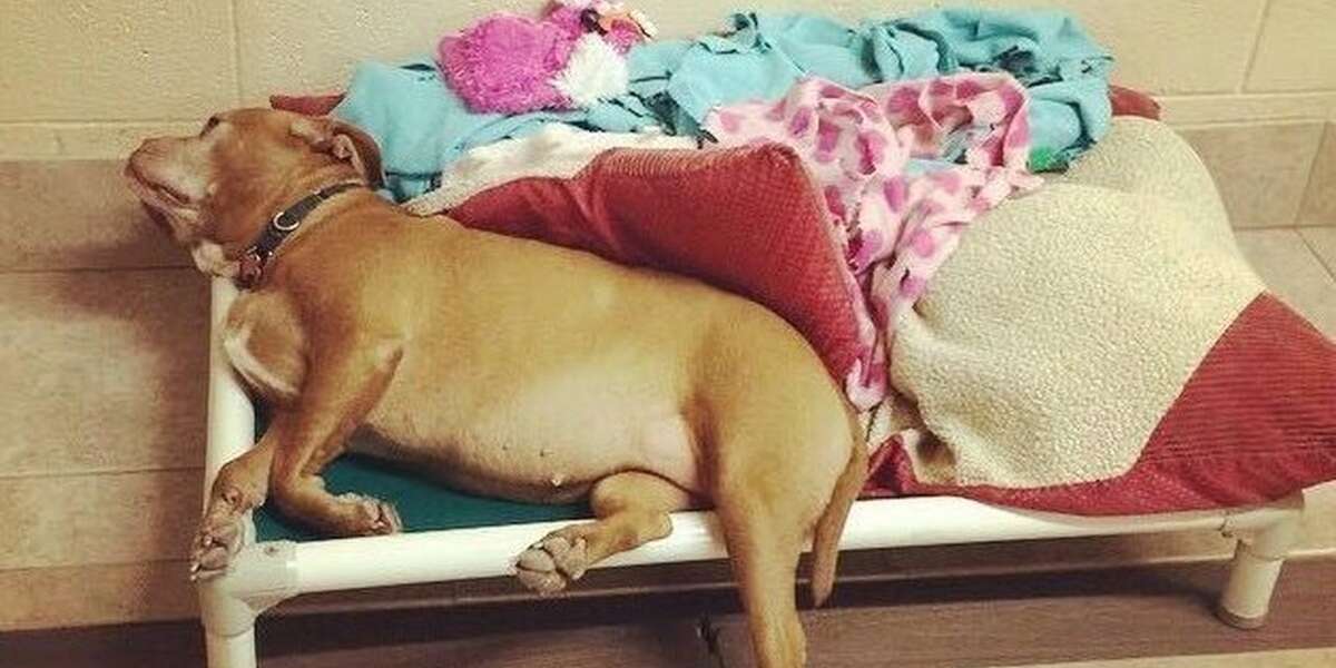 Abandoned Pit Bull Is So Depressed She Just Stares At The Wall - The Dodo