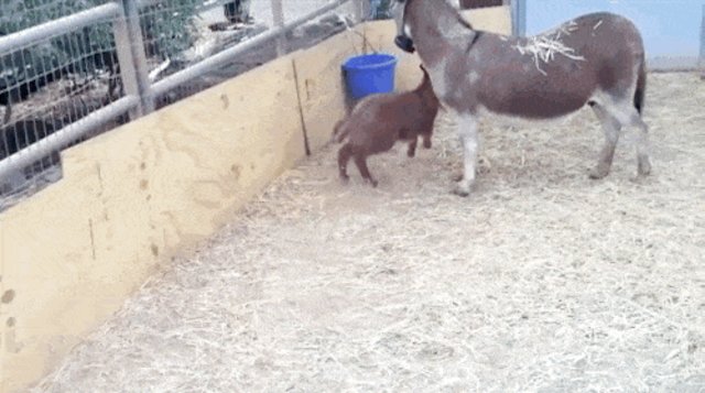 Girl Gets Donkey Punched