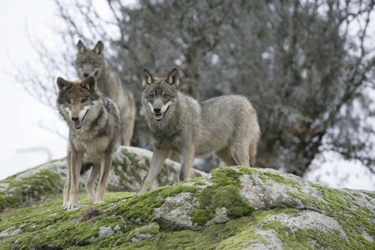 Endangered Wolves Face A Pivotal Crossroads Across Continent - The Dodo