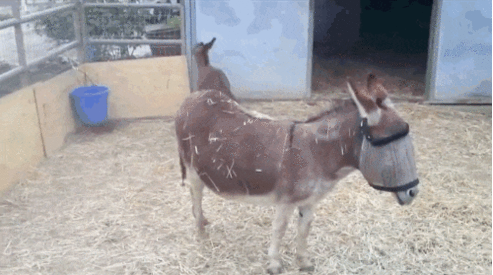 Tiniest Donkey Ever Races Circles Around His Patient Mom - The Dodo