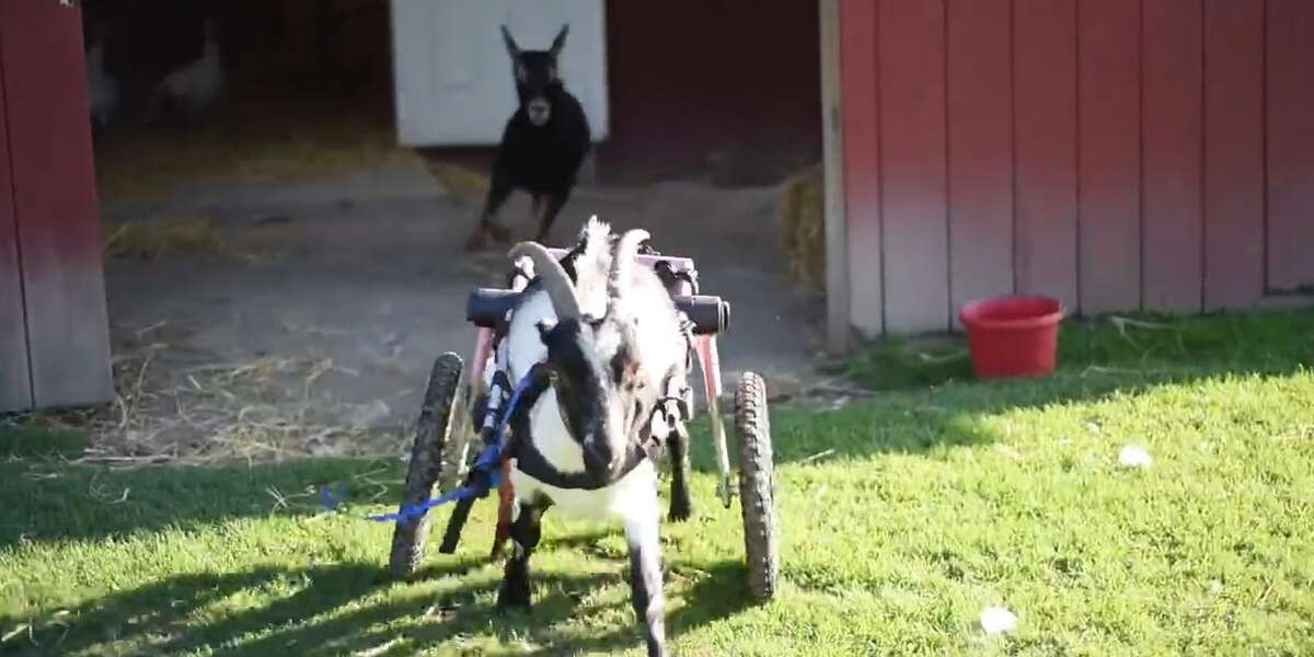 Rescued Goats Do EVERYTHING Together - The Dodo
