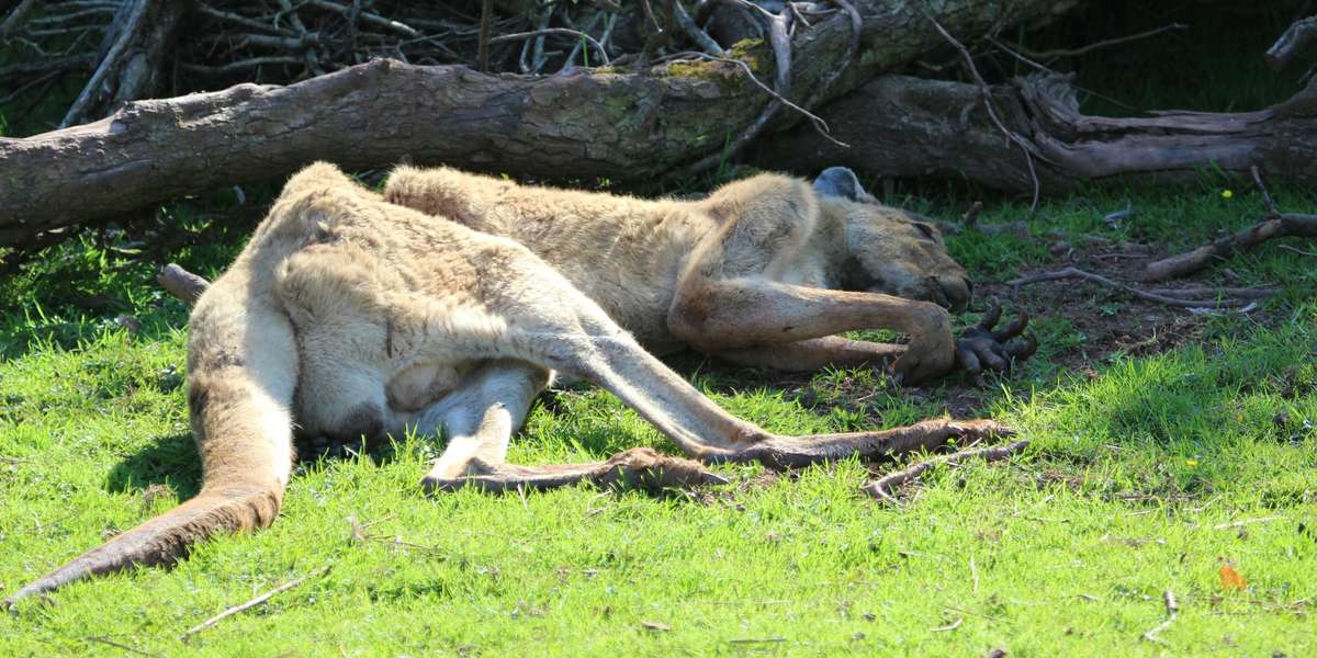 Zoo Animals Dying In Texas