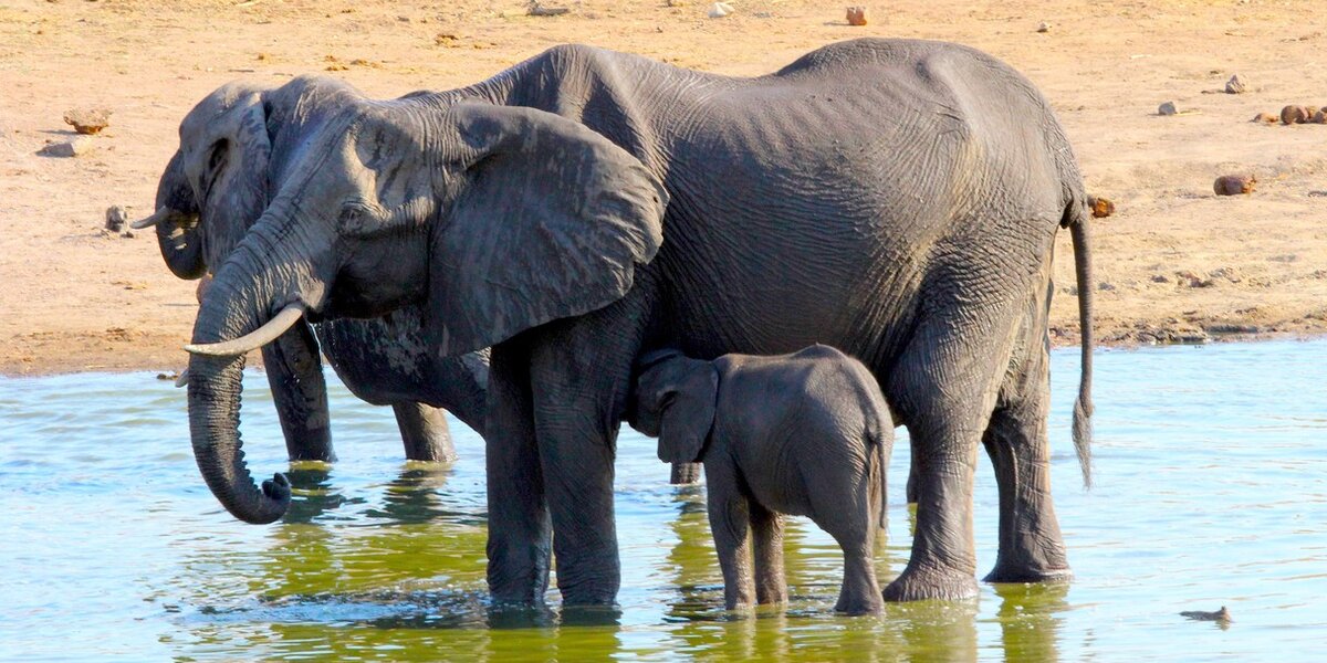 Zimbabwe rips 35 baby elephants from their mothers for export to Chinese  zoos