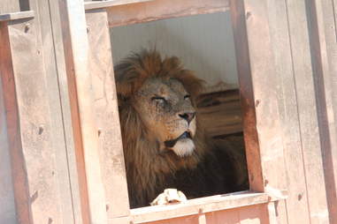 Lion in enclosure at South Lakes Safari Zoo