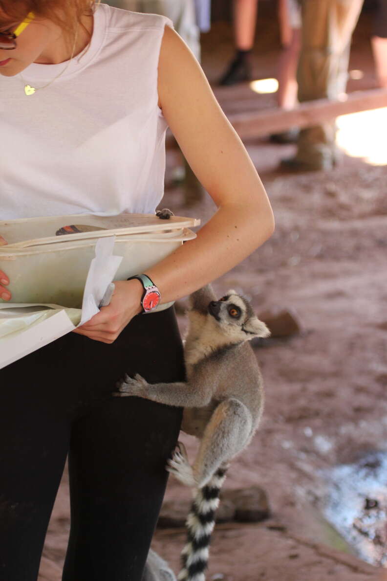 A visitor getting ready to feed a lemur at Cumbria Zoo