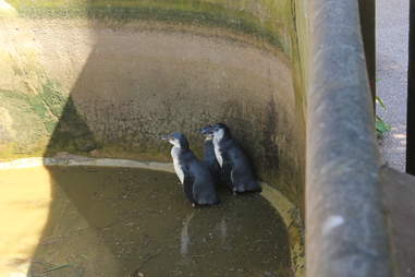 Penguins inside their pool enclosure at South Lakes Safari Zoo