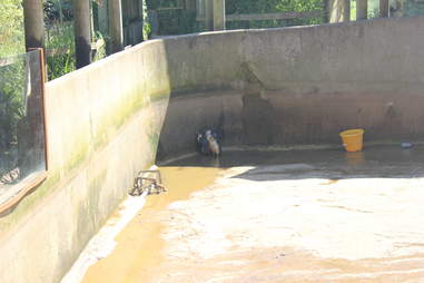 Penguins inside their pool enclosure at South Lakes Safari Zoo