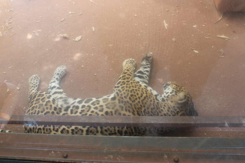 A jaguar inside an enclosure at A parrot losing its feathers at South Lakes Safari Zoo