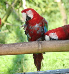 A parrot losing its feathers at South Lakes Safari Zoo