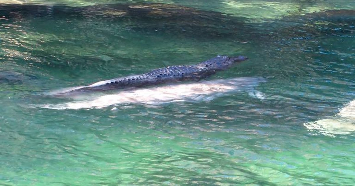 Alligator Goes For A Swim Atop His Manatee Friend - The Dodo