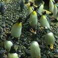 Penguins Are Having SO Much Fun With These Bubbles